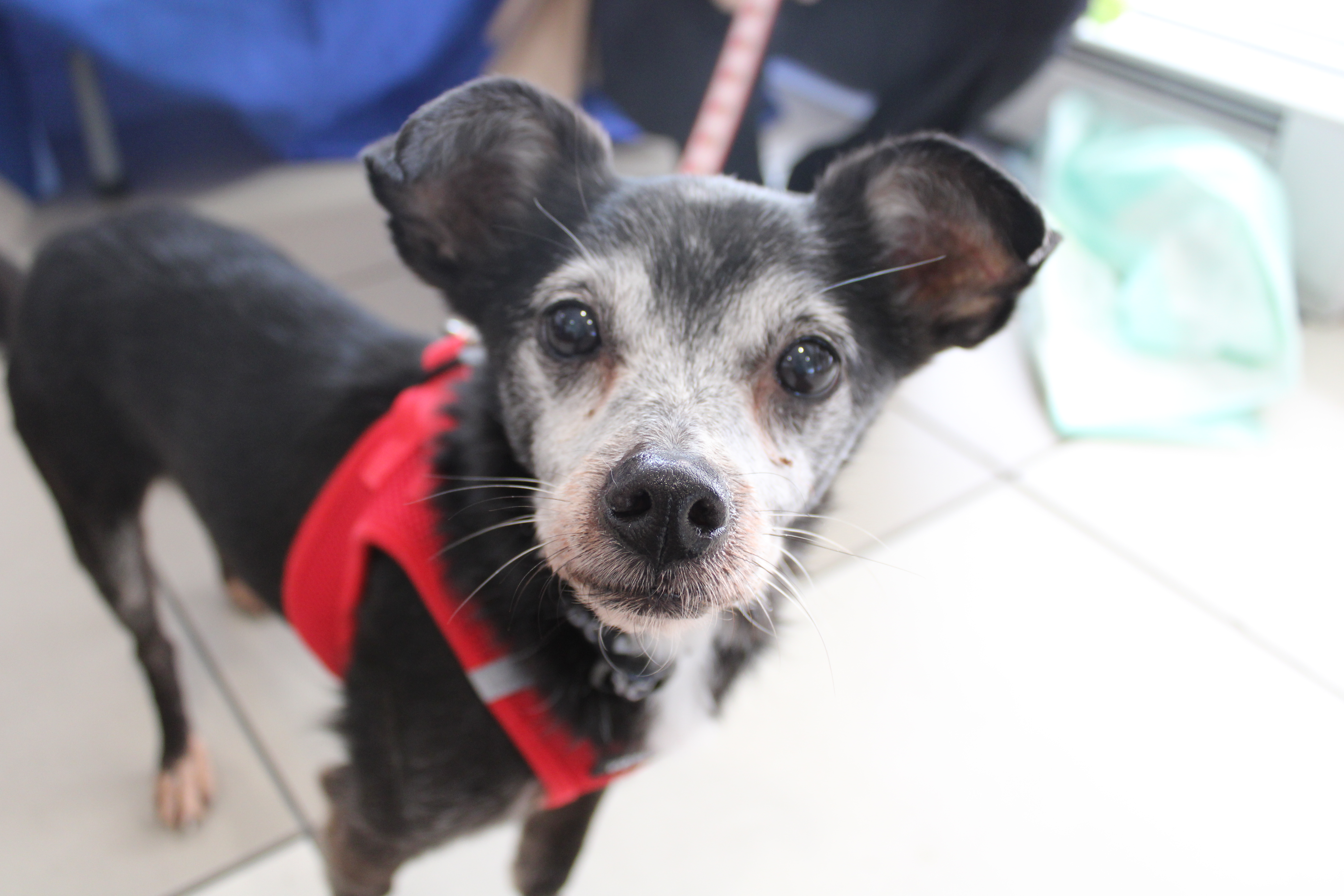 This older gentleman from the Pennsylvania SPCA is looking for his forever home.