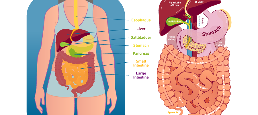 digestive system small intestine