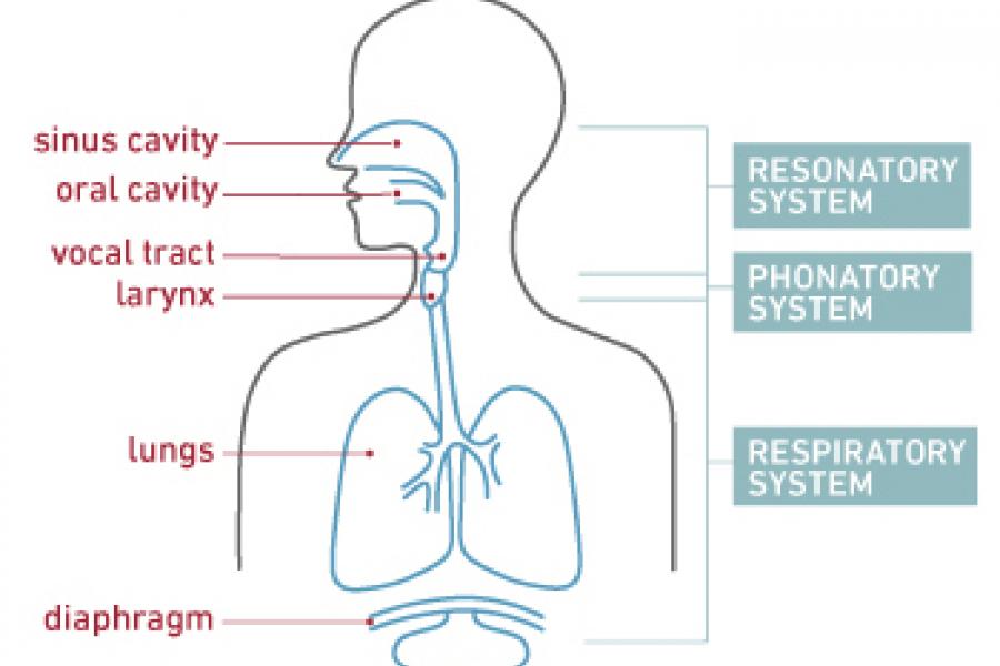 Diagram of the three systems that work together to create your voice