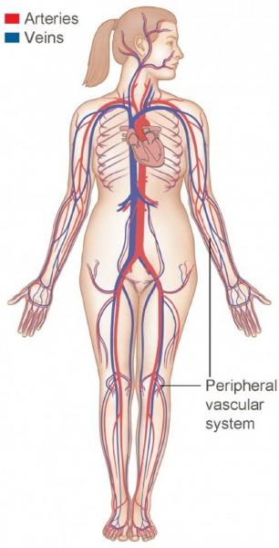 arteries and veins diagram heart