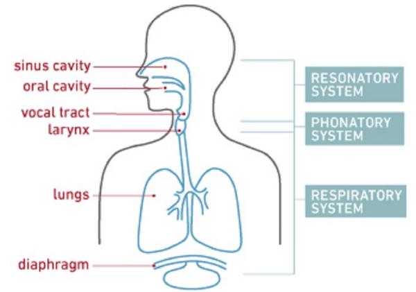 Diagram Of Voice Box In Humans